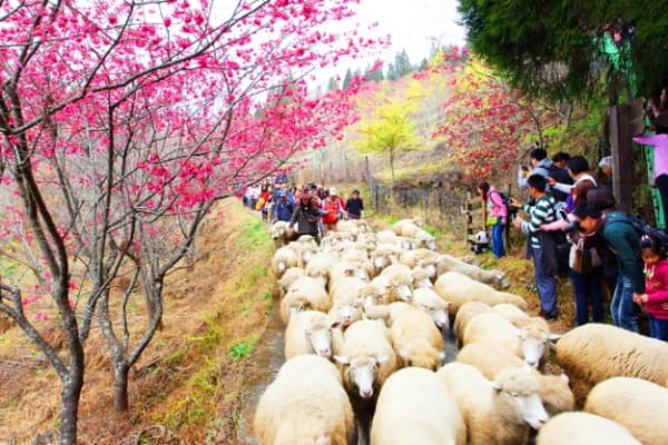 台南JYOGA樂活瑜珈-清境農場奔羊節