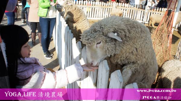 台南JYOGA樂活瑜珈-清境農場 餵綿羊